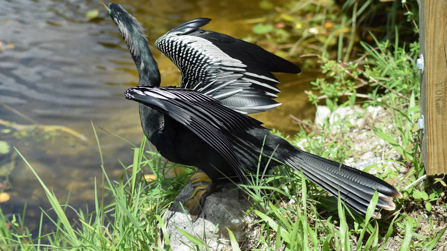 Anhinga On Stone Everglades National Park Wallpaper