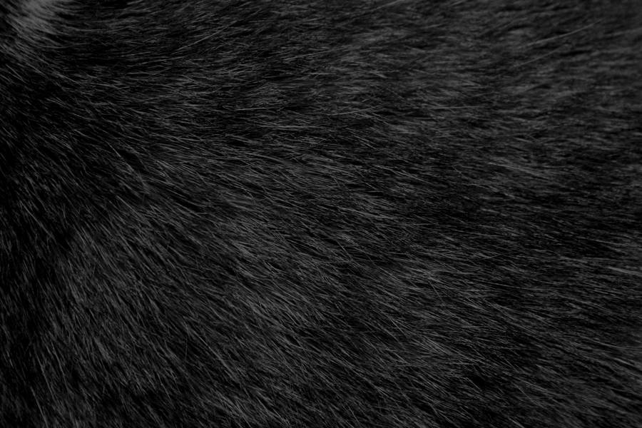 Animal Fur In Black Wallpaper