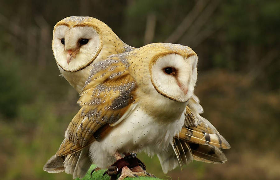 Animal Planet Barn Owls Wallpaper