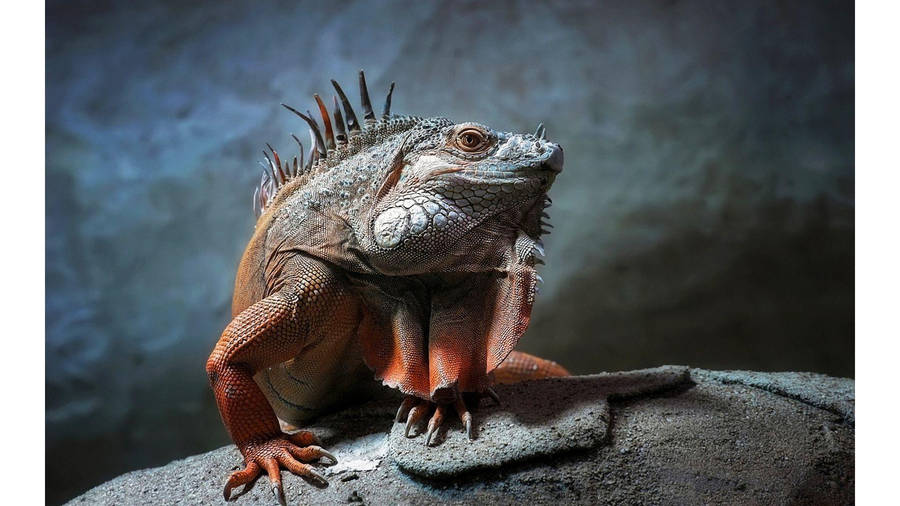 Animal Planet Iguana Wallpaper