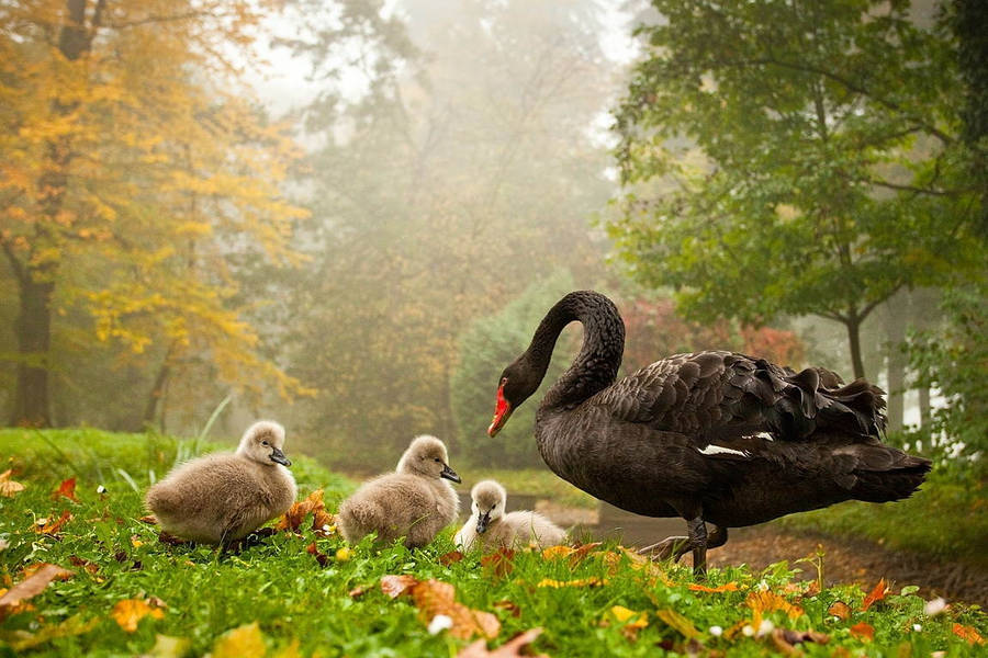 Animal Planet Rare Black Swan Wallpaper