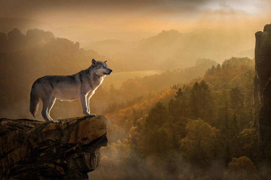 Anime Wolf On Cliff With Forest View Wallpaper