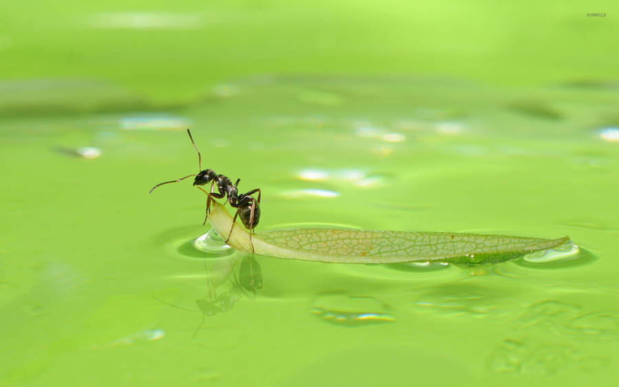 Ant On A Leaf Wallpaper