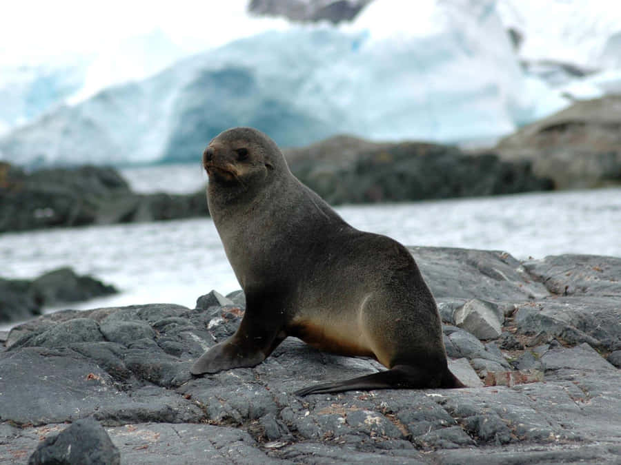 Antarctic Seal Restingon Rocky Shore.jpg Wallpaper