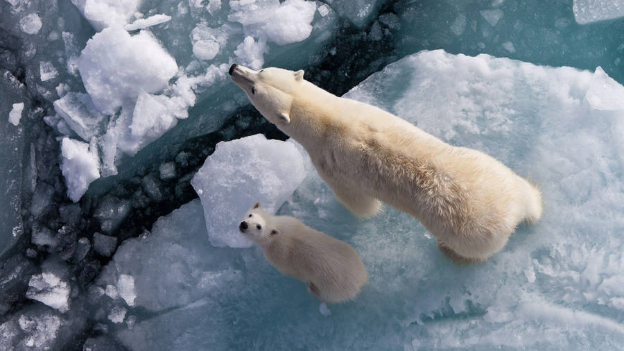 Antarctica Mother And Cub Wallpaper