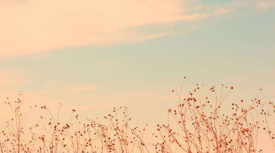 Antelope Island Flower Macbook Pro Aesthetic Wallpaper