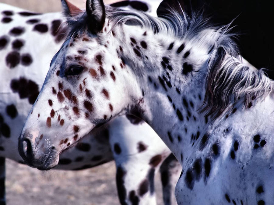 Appaloosa Horse Face Wallpaper