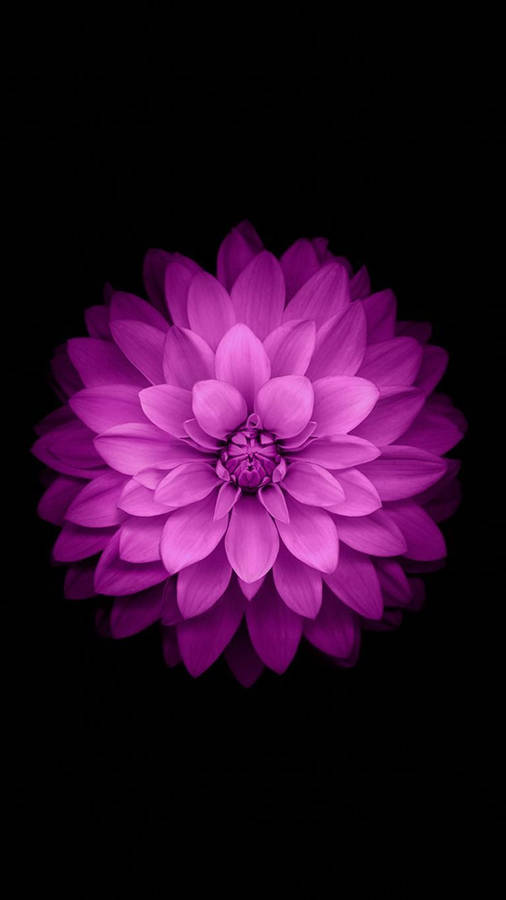 Apple Flower Violet Dahlia Pinnata Wallpaper