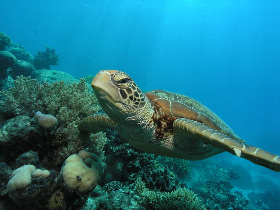 Aquatic Sea Turtle Swimming Wallpaper