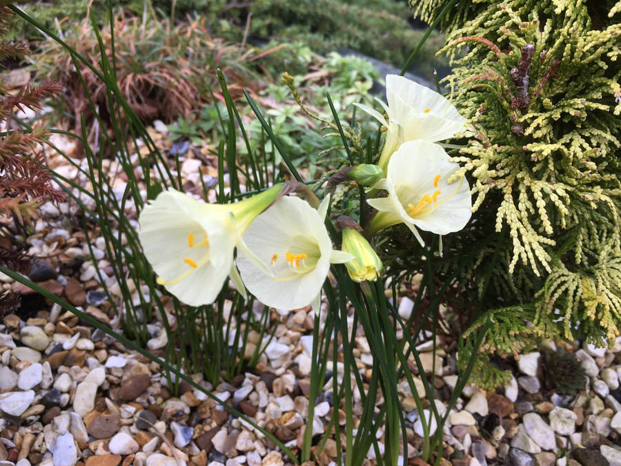 Arctic Bells Narcissus Flowers Wallpaper