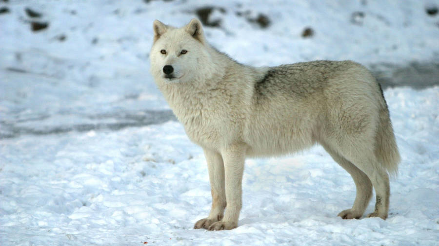 Arctic Cool Wolf Wallpaper