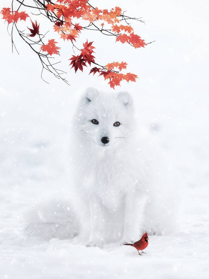 Arctic Fox With Red Cardinal Bird Wallpaper