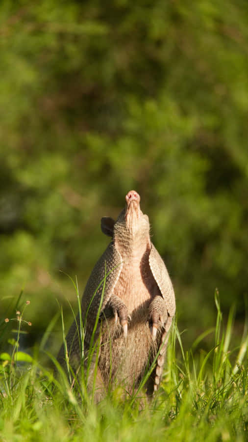 Armadillo Standing Tallin Grass Wallpaper