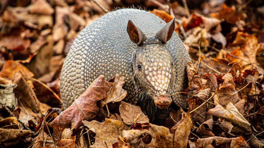 Armadilloin Autumn Leaves Wallpaper