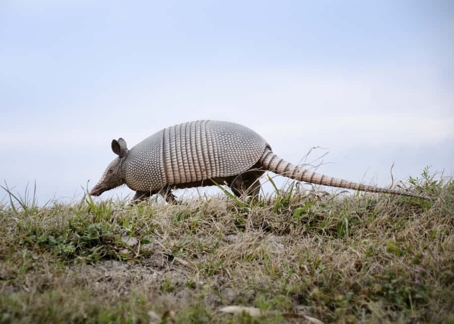 Armadilloin Grassland.jpg Wallpaper