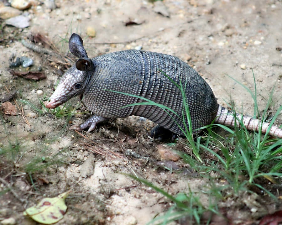 Armadilloin Natural Habitat Wallpaper