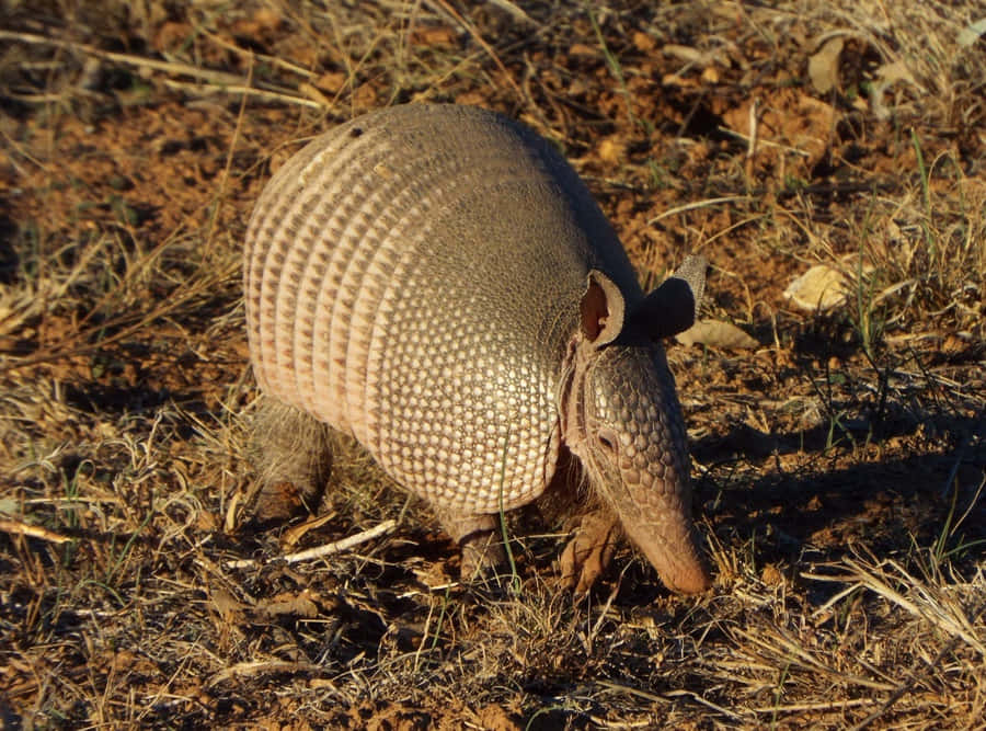 Armadilloin Natural Habitat Wallpaper