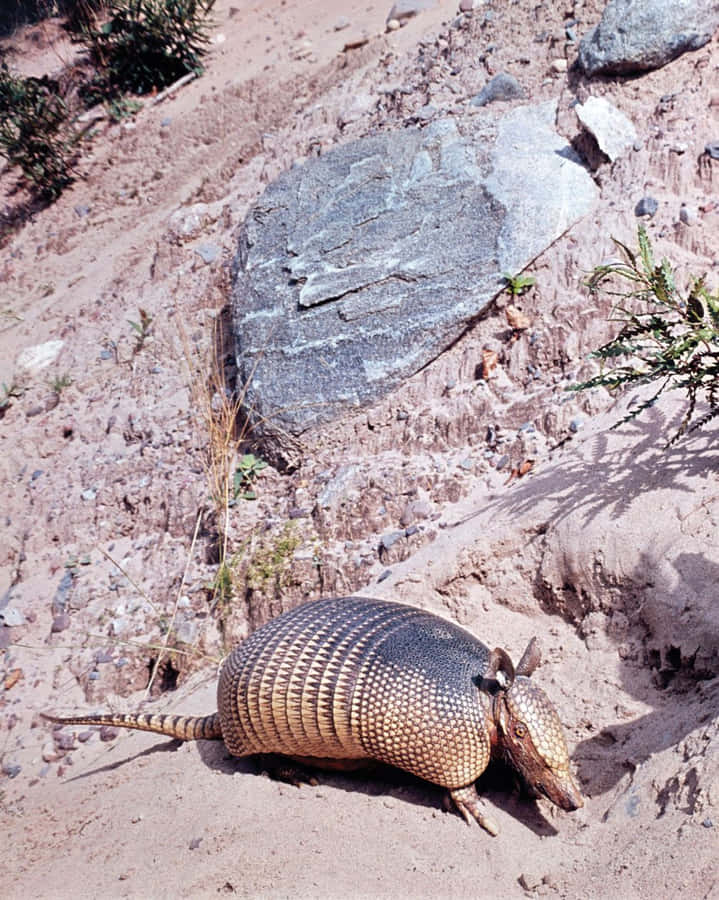 Armadilloin Natural Habitat.jpg Wallpaper