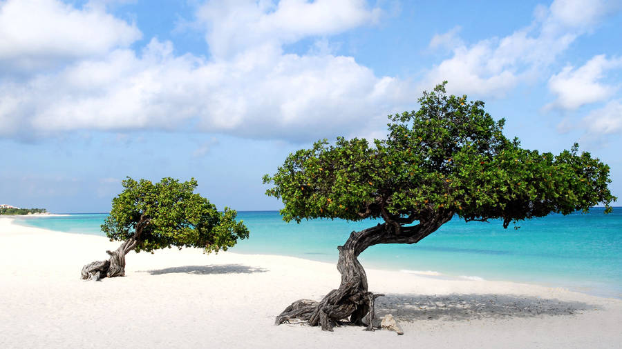 Aruba Divi Divi Trees Wallpaper