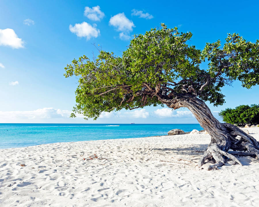 Aruba Divi Tree Wallpaper