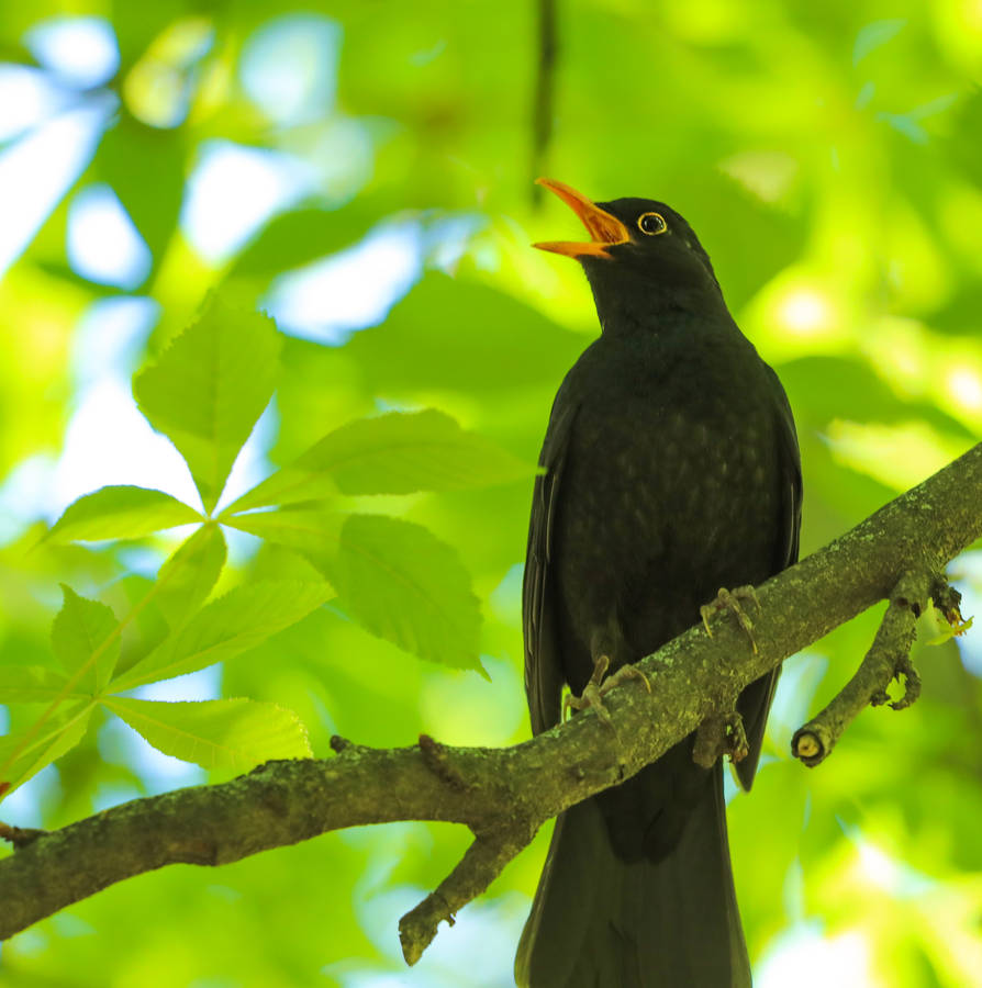 Aruba Little Blackbird Wallpaper