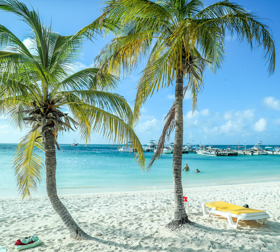 Aruba Palm Trees Wallpaper