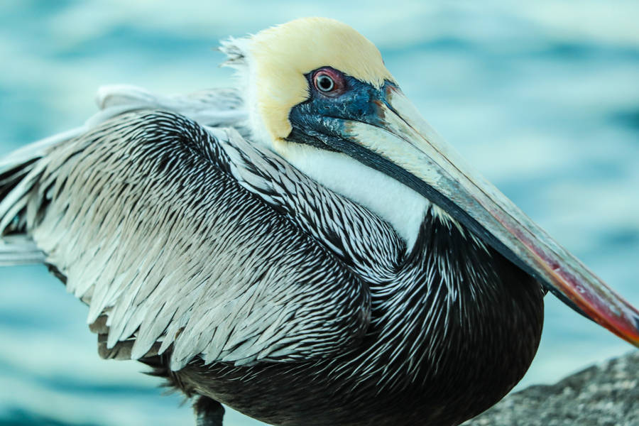 Aruba White Pelican Wallpaper