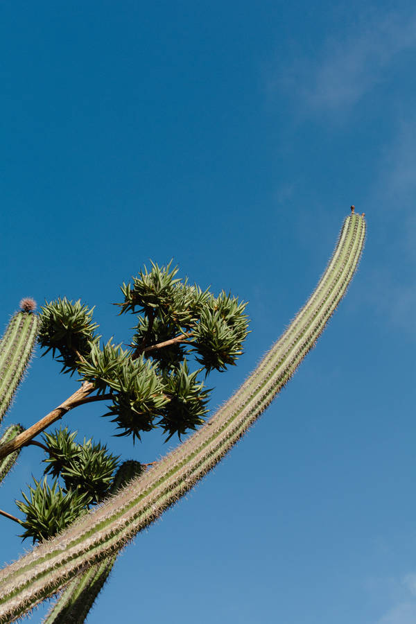 Aruba Yatu Cactus Wallpaper