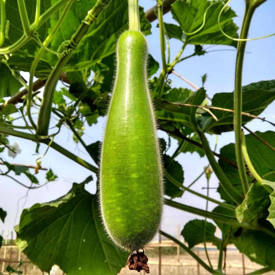 Ash Gourd Hanging By A Vine Wallpaper