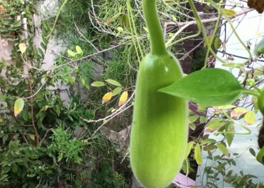 Ash Gourd Young Vegetable On Vine Wallpaper