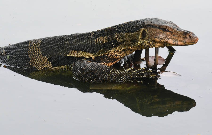 Asian Monitor Lizard In Freshwater Wallpaper