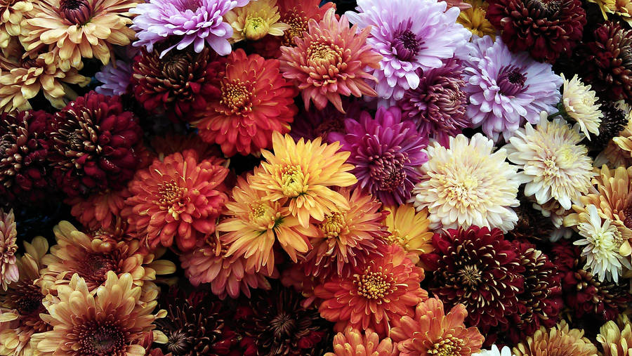 Assorted Chrysanthemum Flowers Background Wallpaper