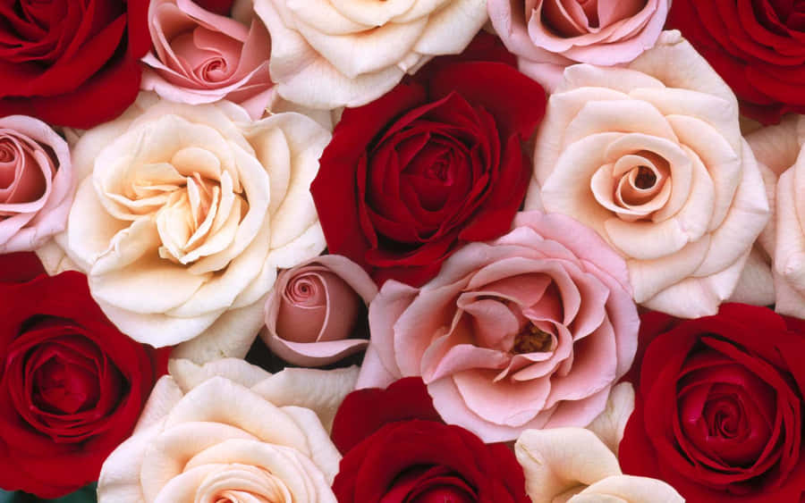 Assorted Roses Background Wallpaper