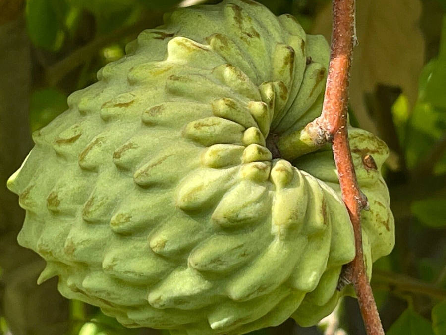 Atemoya Cherimoya Fresh Fruit Wallpaper