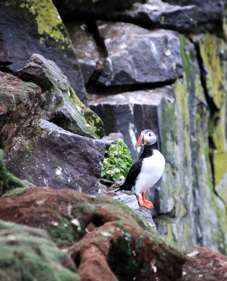 Atlantic Puffin Birds In Nature Wallpaper