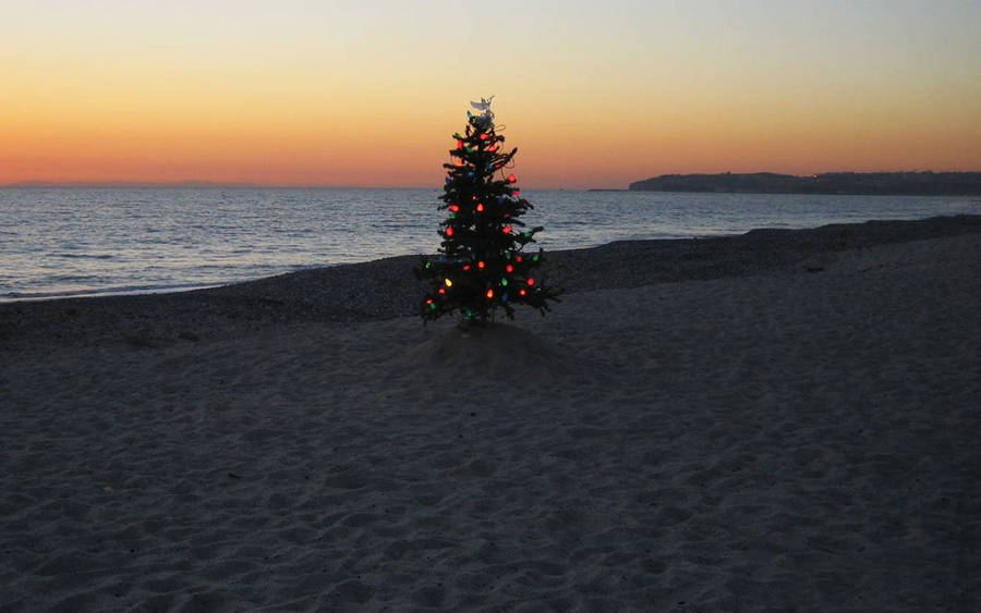 Australian Christmas Tree On Beach Wallpaper