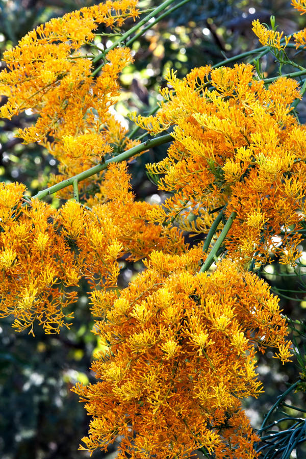 Australian Christmas Yellow Blossoms Wallpaper