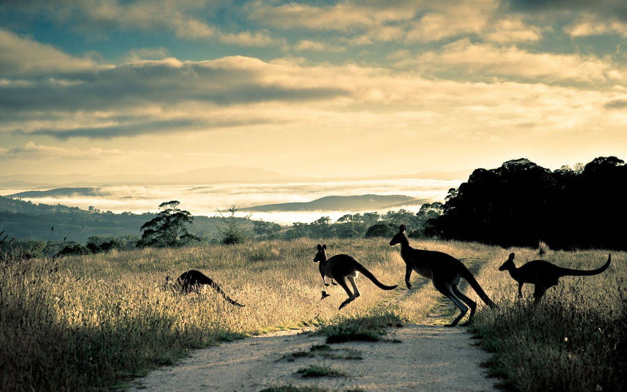 Australian Outback Crossing Kangaroo Wallpaper