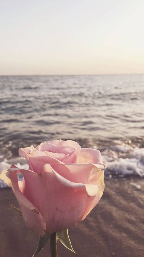 Authentic Rose By The Beach Wallpaper