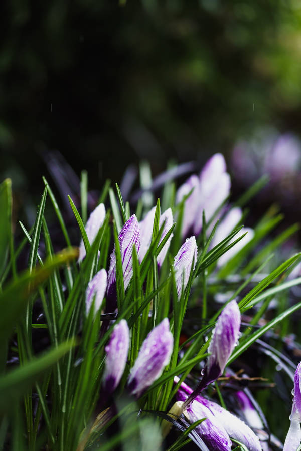 Autumn Crocus Flower Mobile Wallpaper