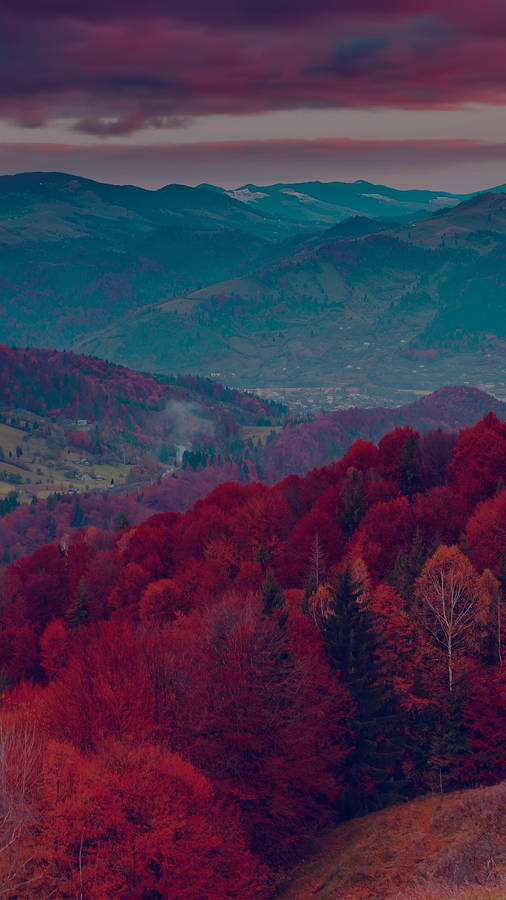 Autumn Forest Displayed On Iphone X Screen Wallpaper