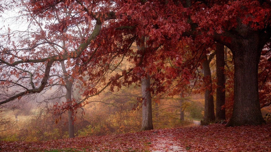 Autumn In The Redwood Forest Wallpaper