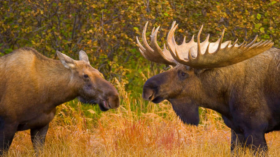 Autumn Moose Encounter Wallpaper