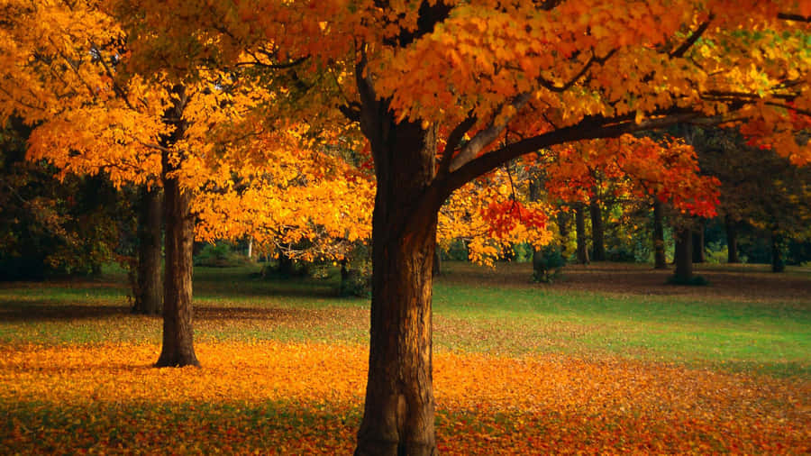 Autumn Oak Trees Orange Leaves Wallpaper