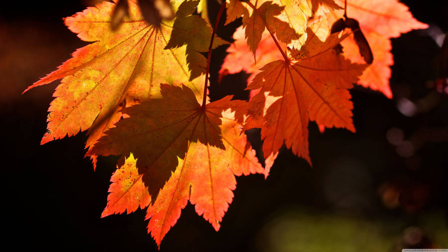 Autumn Red Maple Leaves Wallpaper