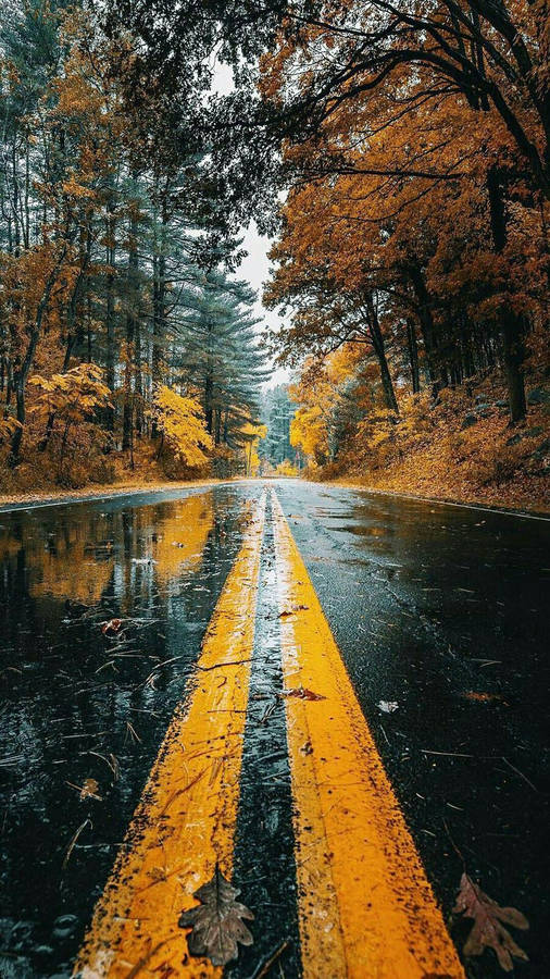 Autumn Road Beautiful Phone Wallpaper