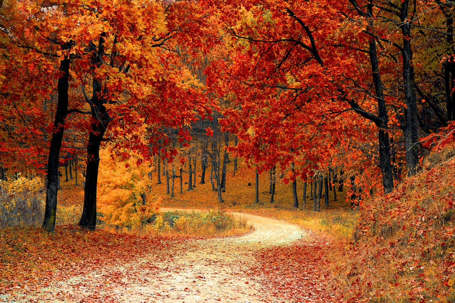 Autumn Screensavers Wallpaper