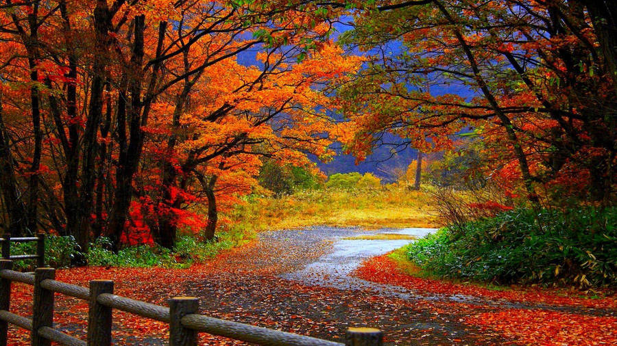 Autumn Season Colorful Bushes Wallpaper