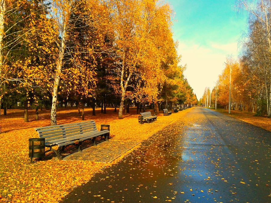 Autumn Season Road Side Wallpaper