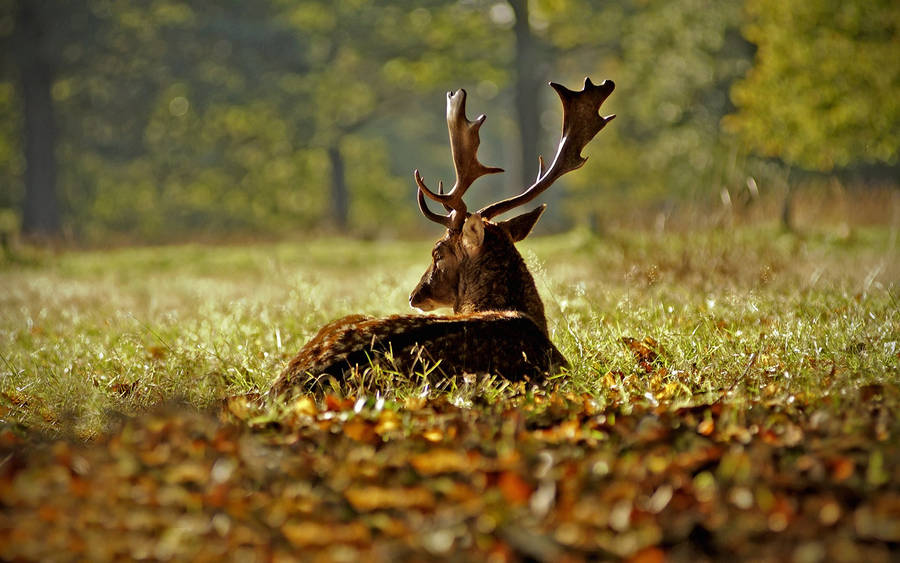 Autumn Season Stag Wallpaper